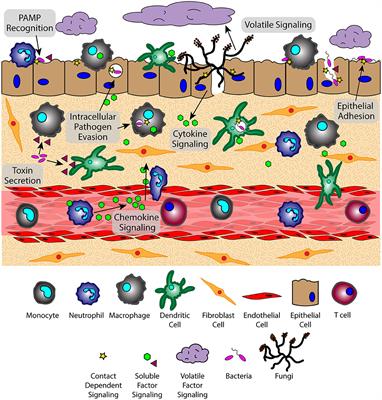 Host and Pathogen Communication in the Respiratory Tract: Mechanisms and Models of a Complex Signaling Microenvironment